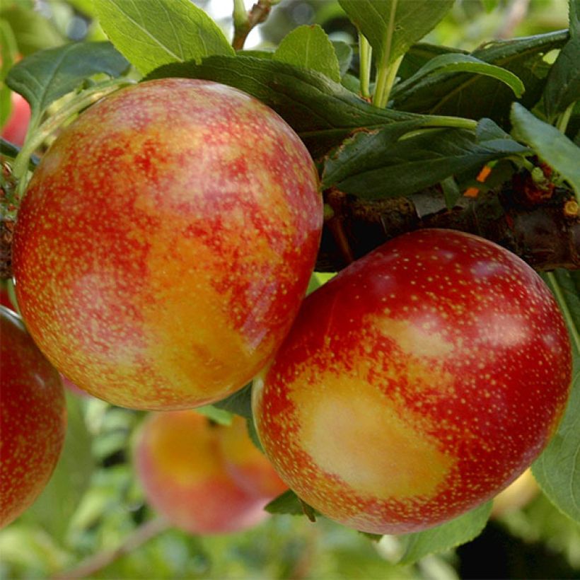 Ciruelo Pluot Flavor Candy (Cosecha)