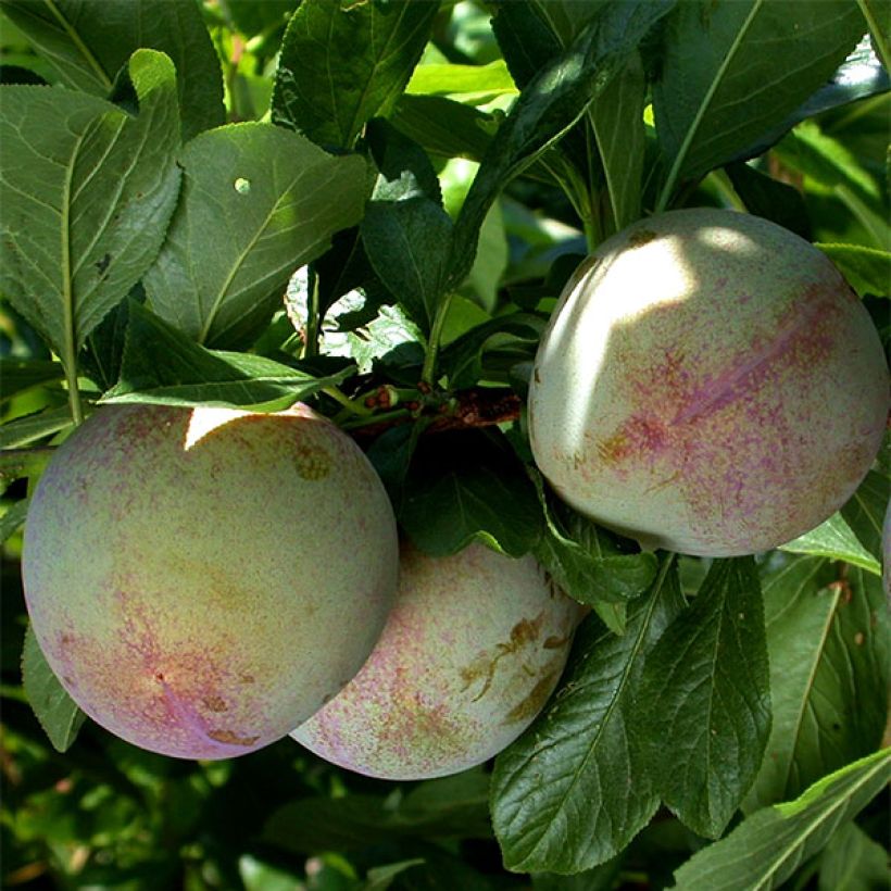 Ciruelo Pluot Flavor Supreme (Cosecha)