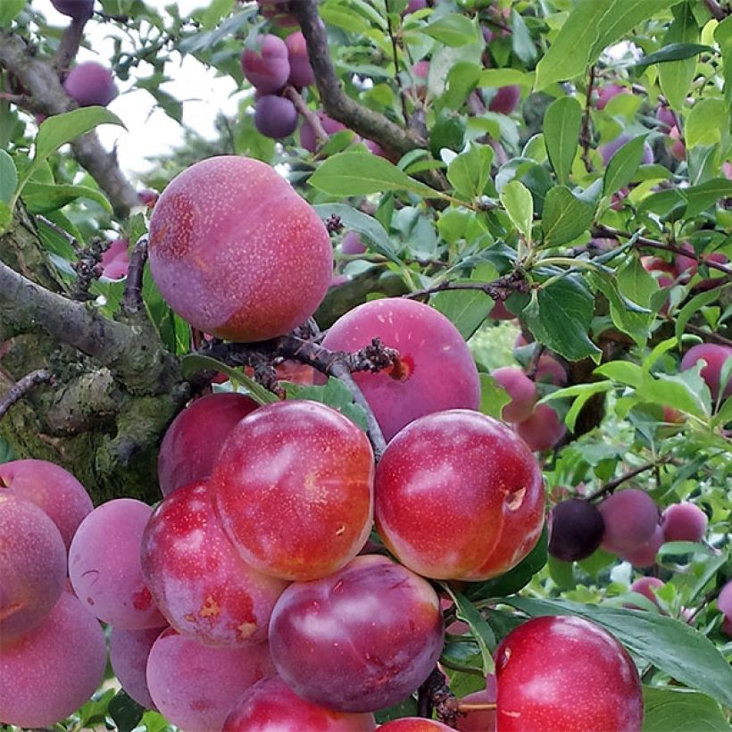 Ciruelo Pluot Pink Candy (Cosecha)