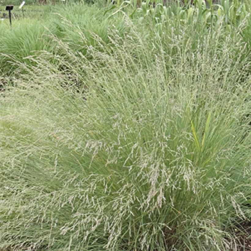 Poa labillardieri (Floración)