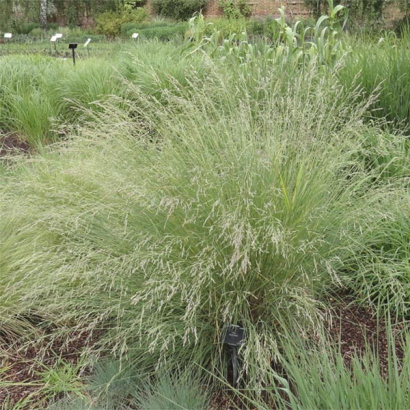 Poa labillardieri (Porte)