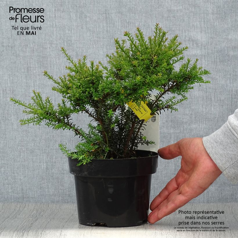 Podocarpus Chocolate Box Pot de 2L/3L Ejemplar entregado en la primavera