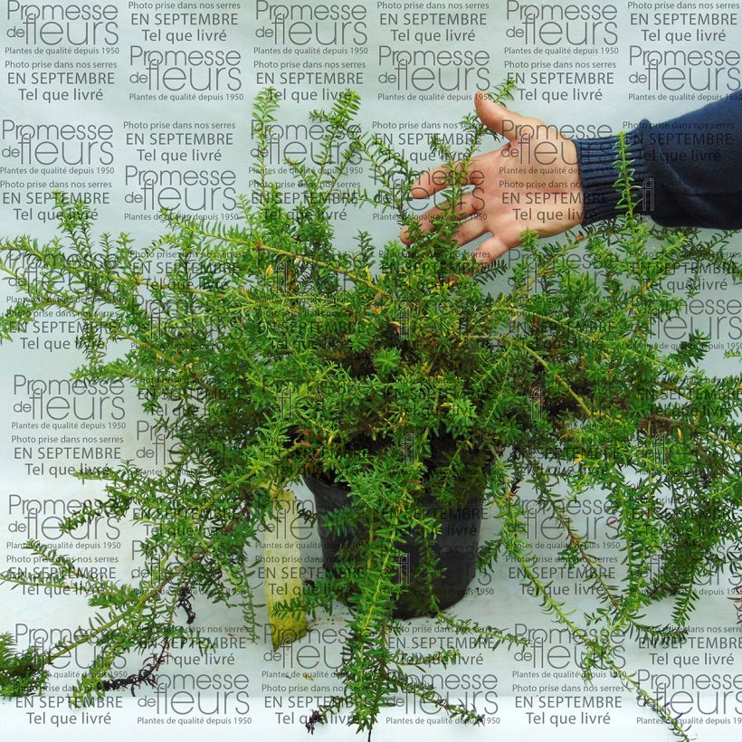 Ejemplo de ejemplar de Podocarpus des neiges - Podocarpus nivalis                                Pot de 2L/3L tal y como se entrega