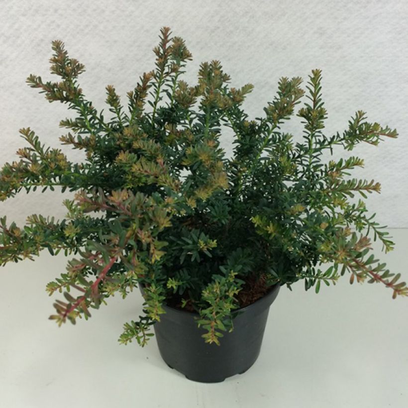 Podocarpus lawrencii Blue Gem - Mañíos (Porte)