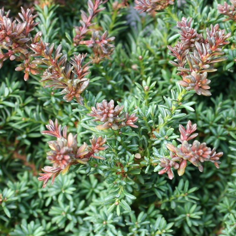 Podocarpus lawrencei Red Tip - Mañíos (Follaje)