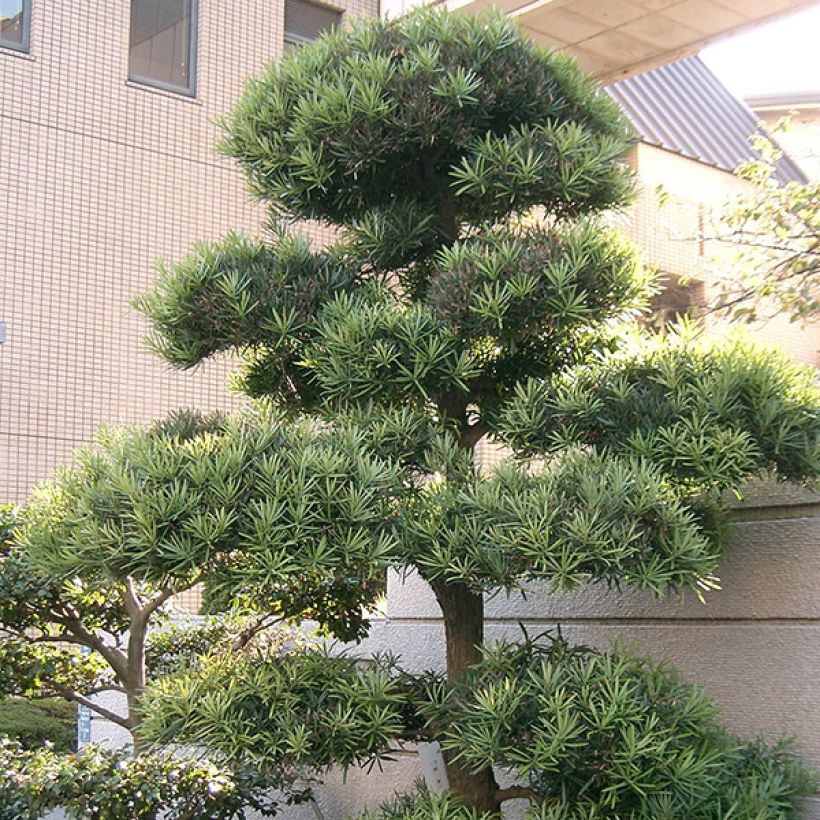 Podocarpus macrophyllus - Mañíos (Porte)