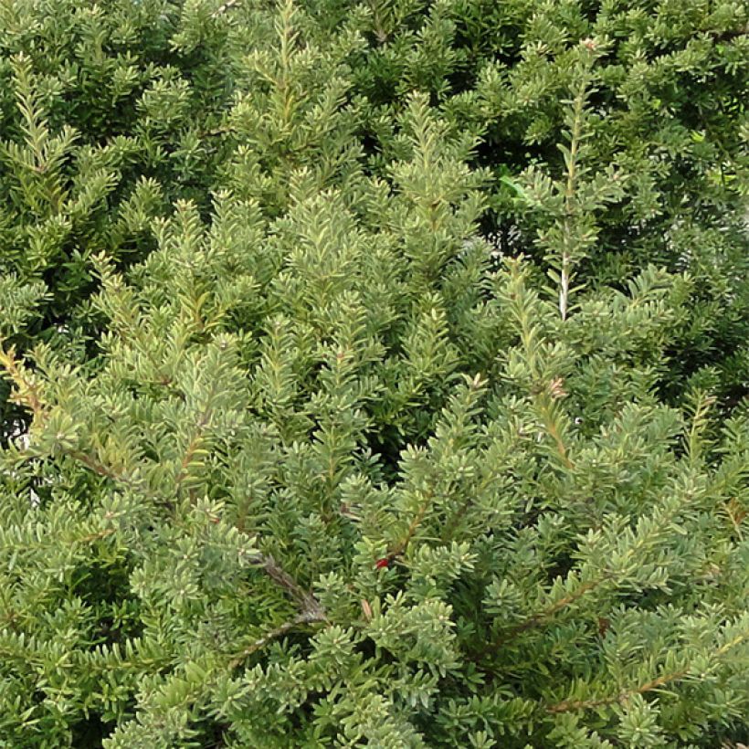 Podocarpus nivalis - Mañíos (Follaje)