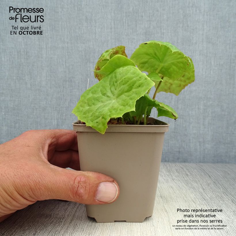 Ejemplar de Podophyllum Spotty Dotty - Dysosma Godet de 9cm entregado en otoño