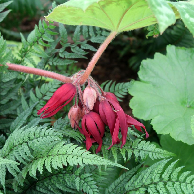 Podophyllum Spotty Dotty (Floración)