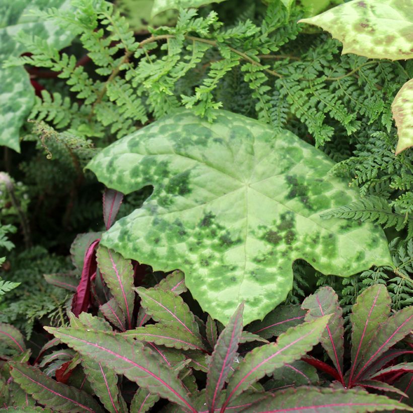 Podophyllum Spotty Dotty (Porte)