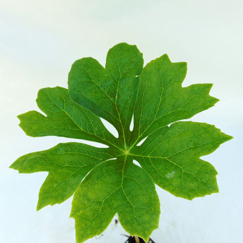 Podophyllum peltatum (Follaje)