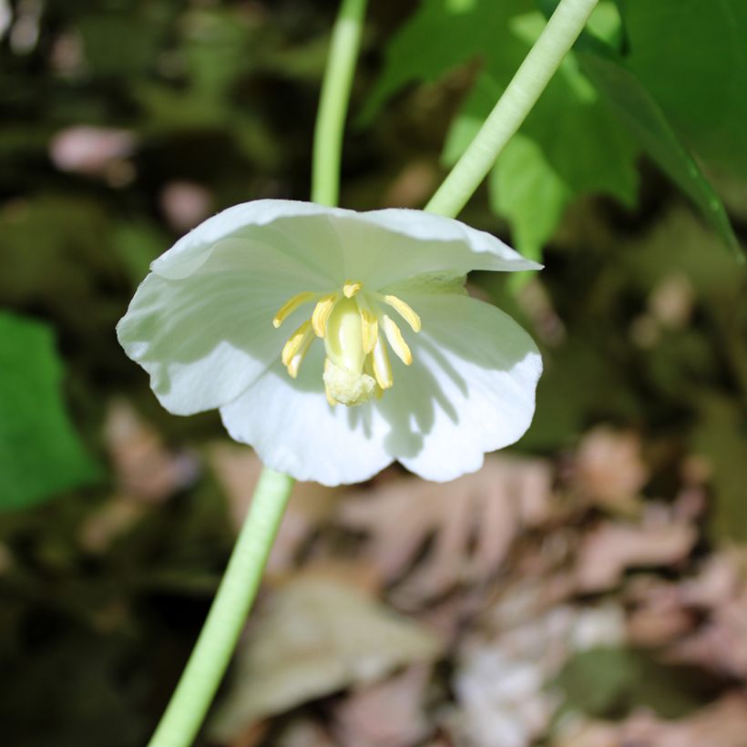 Podophyllum peltatum (Floración)