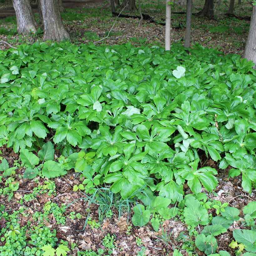 Podophyllum peltatum (Porte)