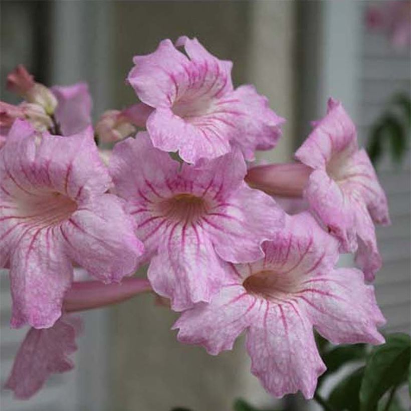 Podranea ricasoliana Comtesse Sarah - Bignonia rosa (Floración)