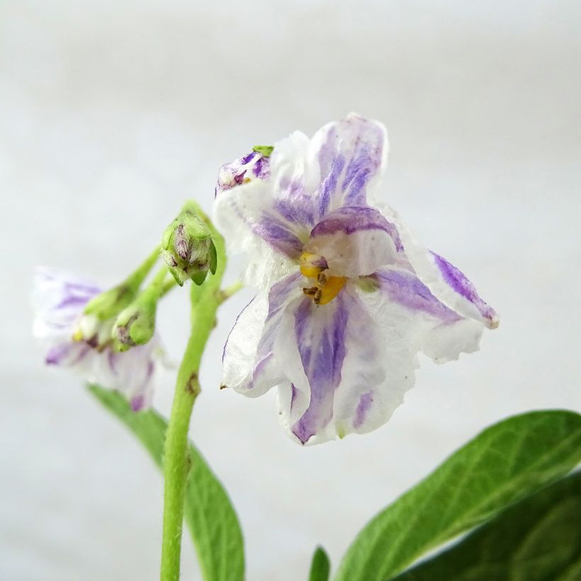 Pera melón - Solanum muricatum (Floración)