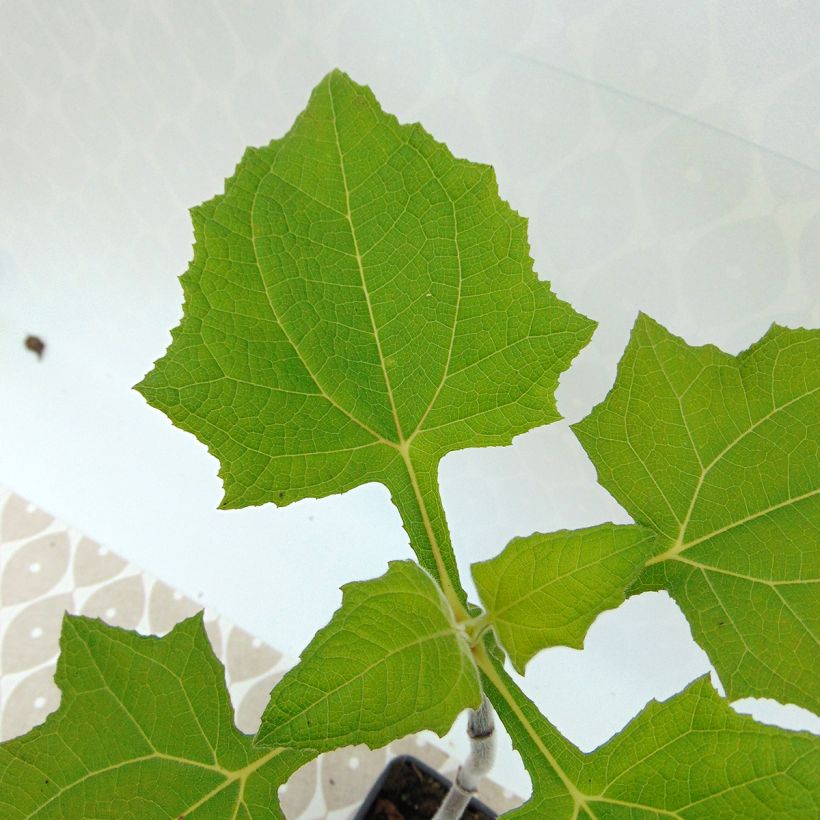 Yacón Bio - Smallanthus sonchifolius (Follaje)