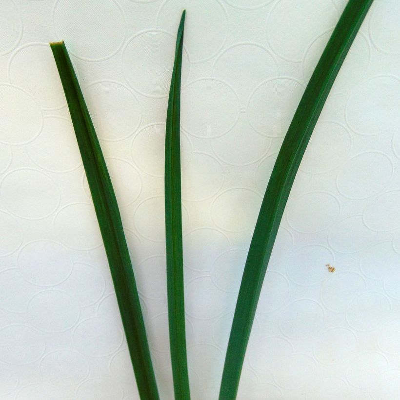 Puerro silvestre BIO - Allium ampeloprasum (Follaje)