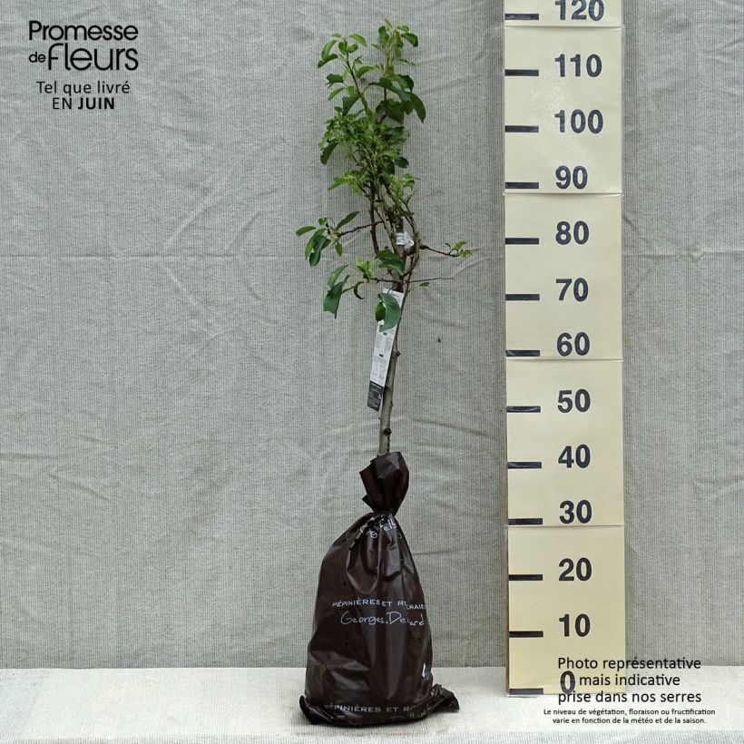 Pera Fertilia Delbard Cepellón "listo para plantar", CopaAltura de entrega aprox. 100/+cm Ejemplar entregado en la primavera