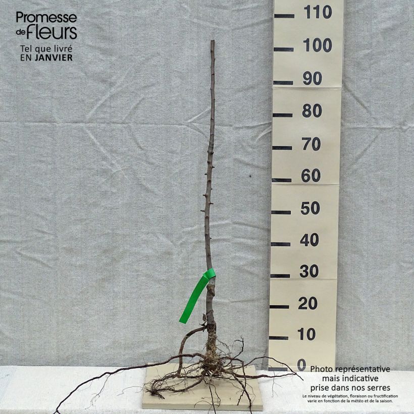 Pera Louise Bonne d'Avranches Bio Ejemplar entregado en invierno