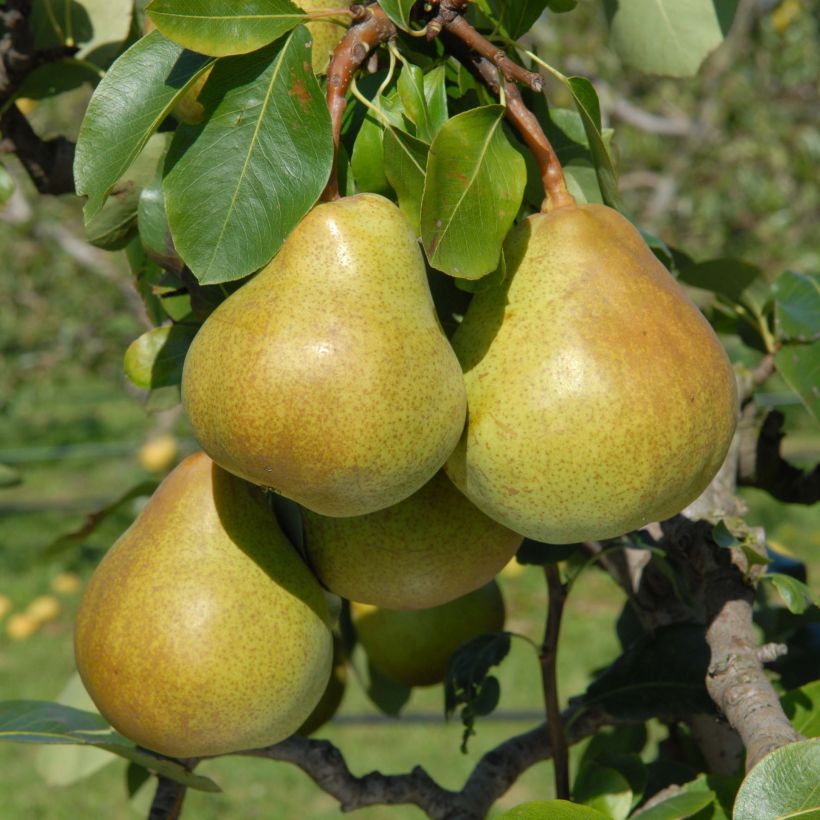 Peral enano Belle Helene (Cosecha)