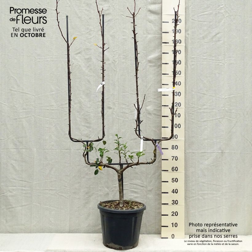 Ejemplar de Poirier - Pyrus communis General Leclerc Palmette double U en pot de 30l/35l entregado en otoño