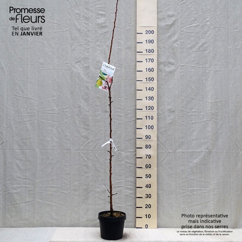 Poirier colonnaire Londres - Pyrus communis Pot de 7,5L/10L Ejemplar entregado en invierno