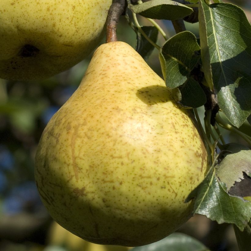 Peral enano Fruit Me Pear Me Williams Bon-Chrétien (Cosecha)