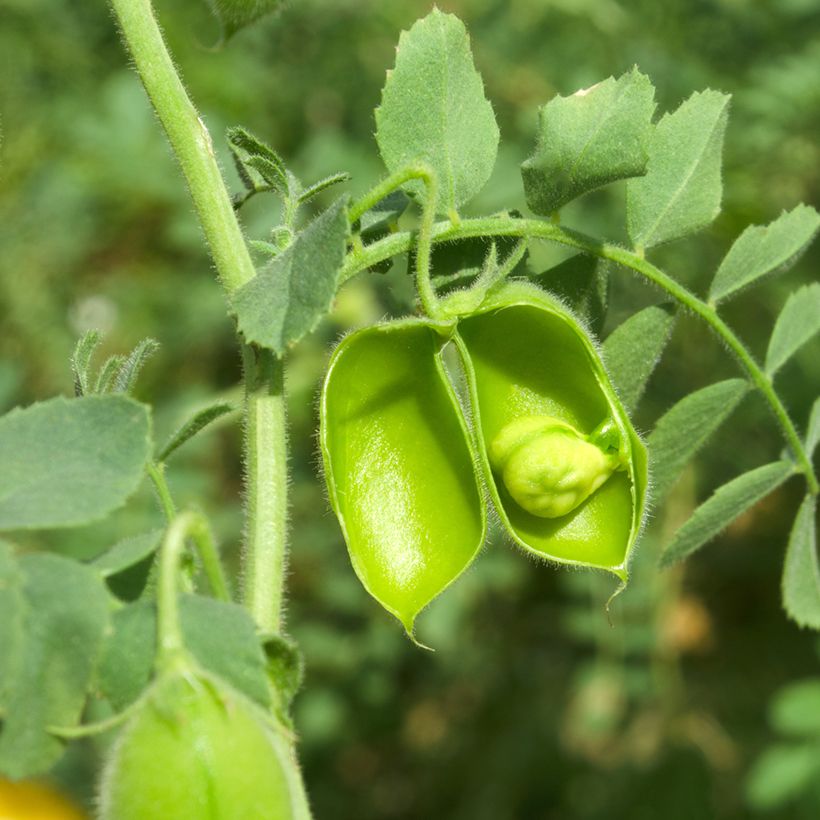 Garbanzo (semillas) - Cicer arietinum (Cosecha)