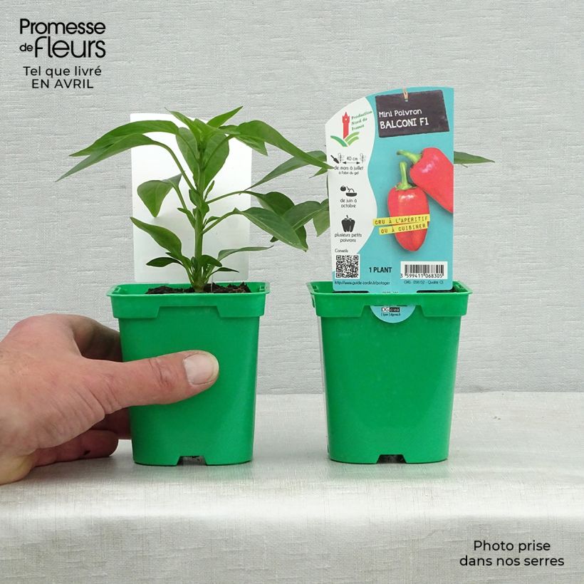 Poivron Balconi (mini) F1 en plants Pot de 10 cm/11cm Ejemplar entregado en la primavera