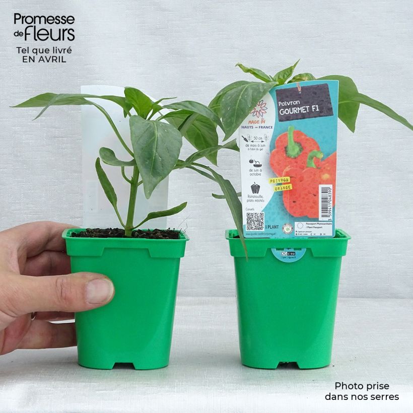 Poivron Orange Gourmet F1 Pot de 10 cm/11cm Ejemplar entregado en la primavera