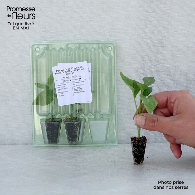 Poivron Tenor F1 jaune en plants GREFFES - Capsicum annuum Mini-motte 3 cm Ejemplar entregado en la primavera