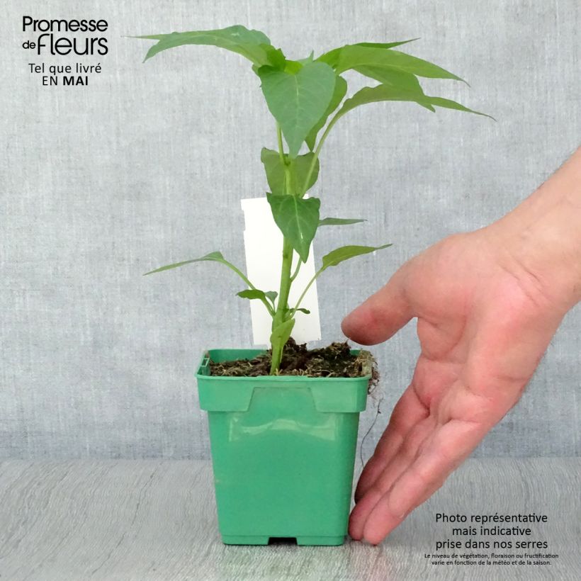 Poivron Terrazzi hybride F1 en plant Pot de 10 cm/11cm Ejemplar entregado en la primavera