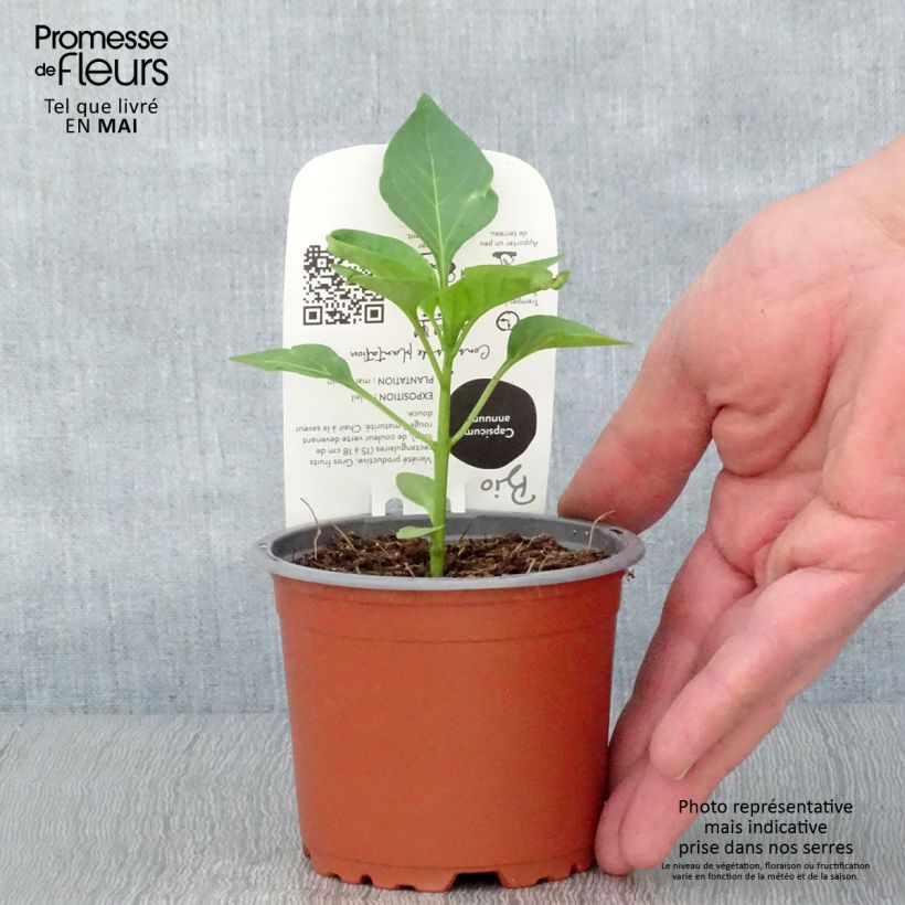 Poivron rouge Jericho F1 en plant Bio Pot de 10,5 cm Ejemplar entregado en la primavera