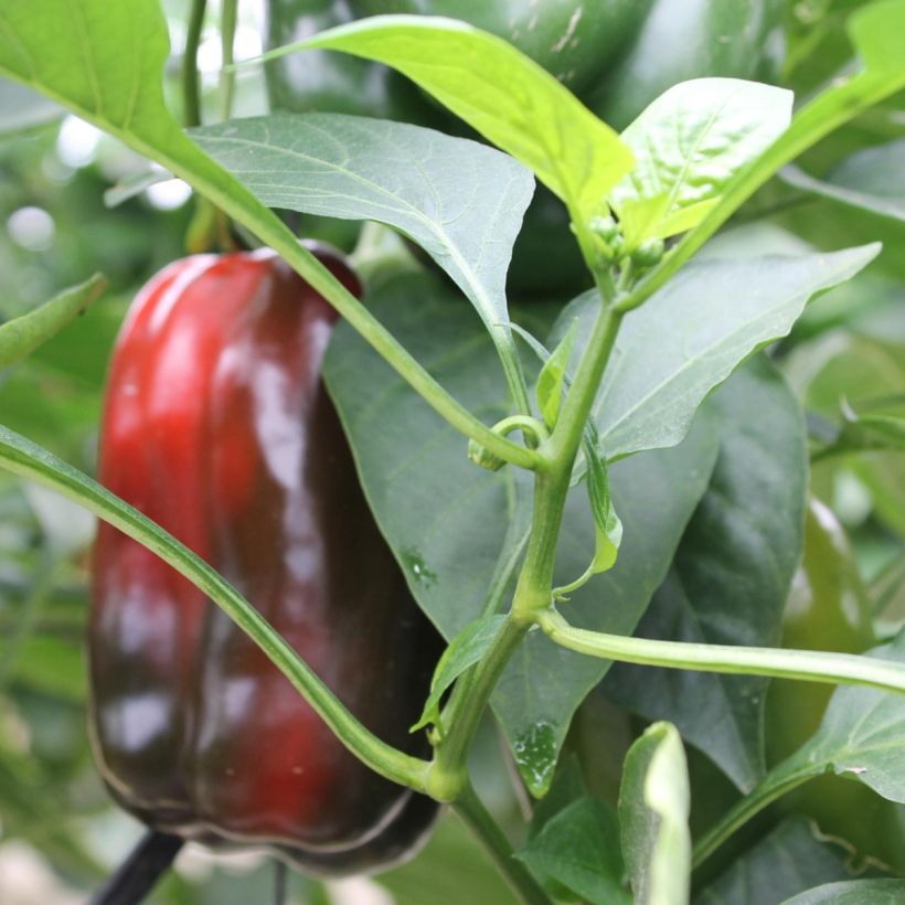 Pimiento Lamuyo F1 (planta interjada) (Follaje)