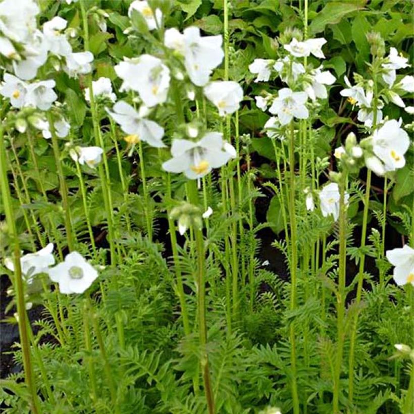 Polemonium caeruleum Album - Valeriana griega (Floración)