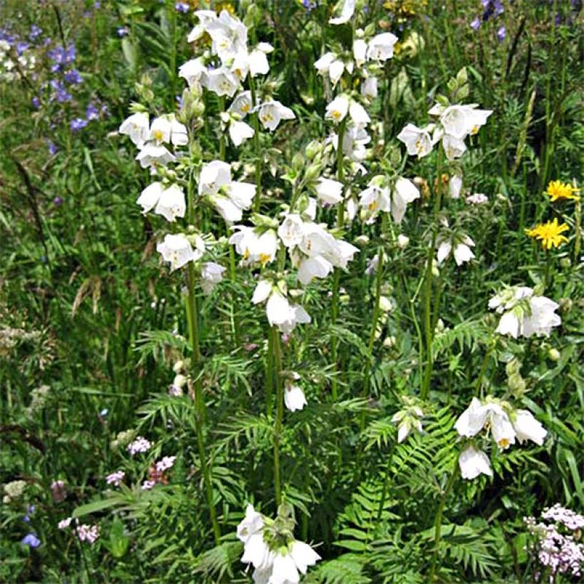 Polemonium caeruleum Album - Valeriana griega (Porte)