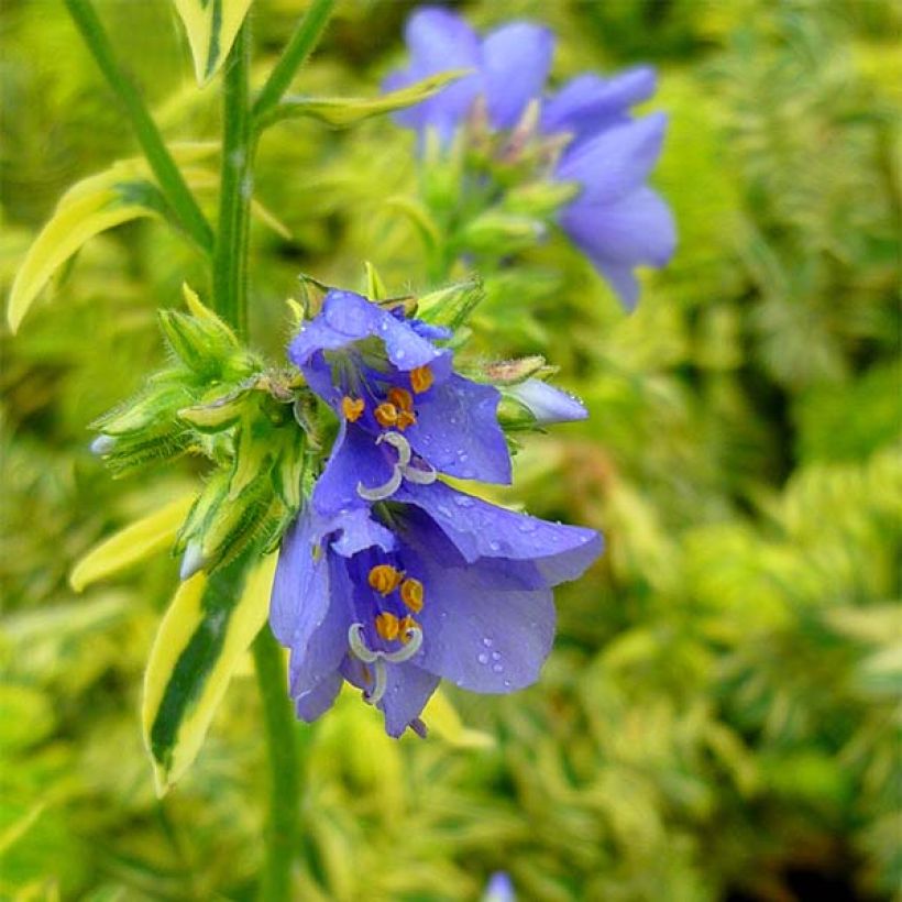 Polemonium caeruleum Brise d'Anjou - Valeriana griega (Floración)