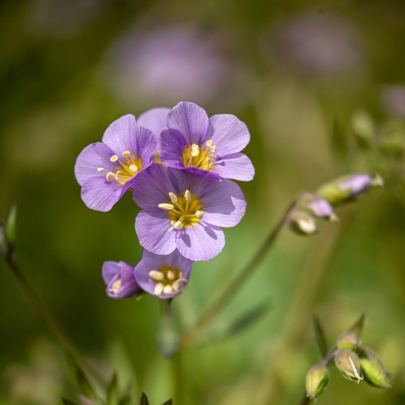 Polemonium caeruleum Lambrook Mauve - Valeriana griega (Floración)