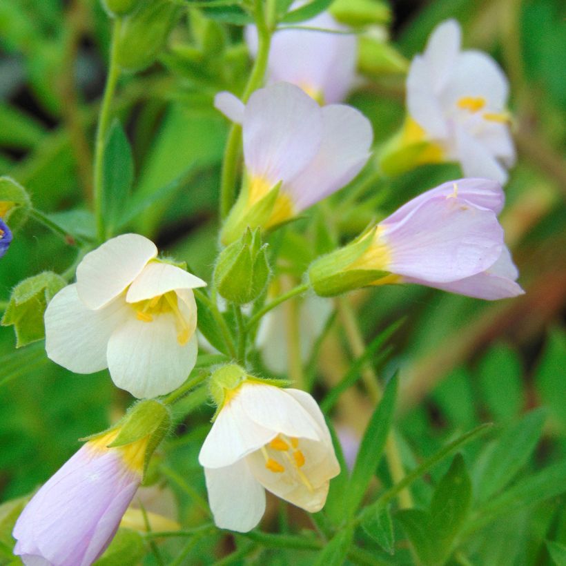 Polemonium carneum Apricot Delight (Floración)