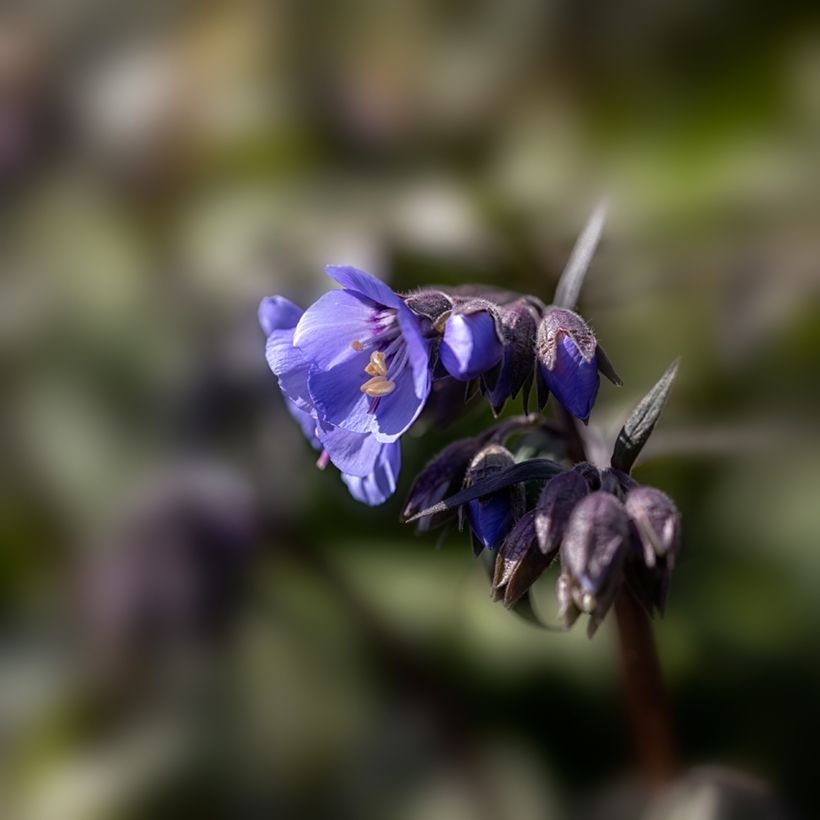 Polemonium Heaven Scent (Floración)