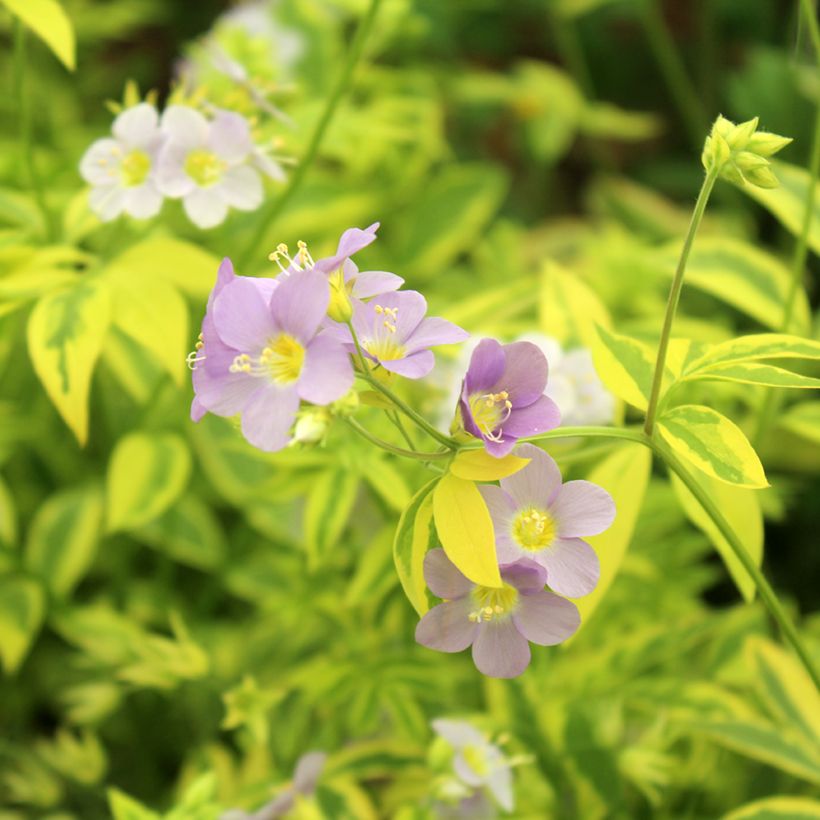 Polemonium pulcherrimum Golden Feathers (Floración)