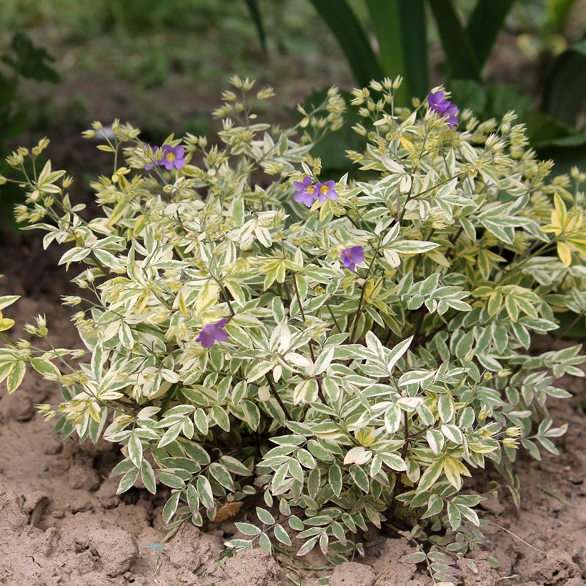 Polemonium pulcherrimum Golden Feathers (Porte)