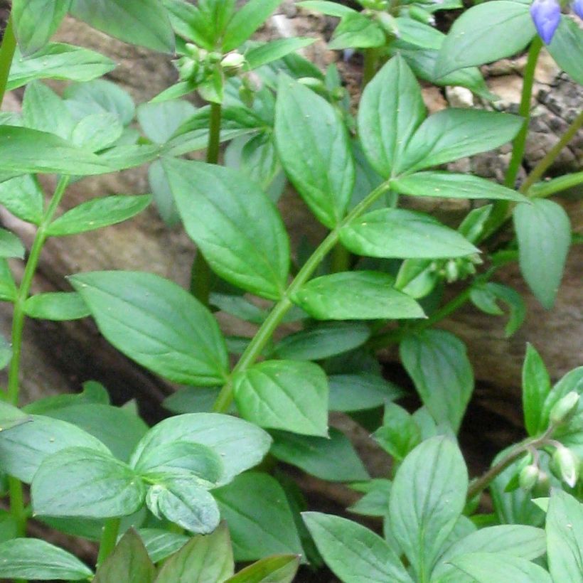 Polemonium reptans (Follaje)