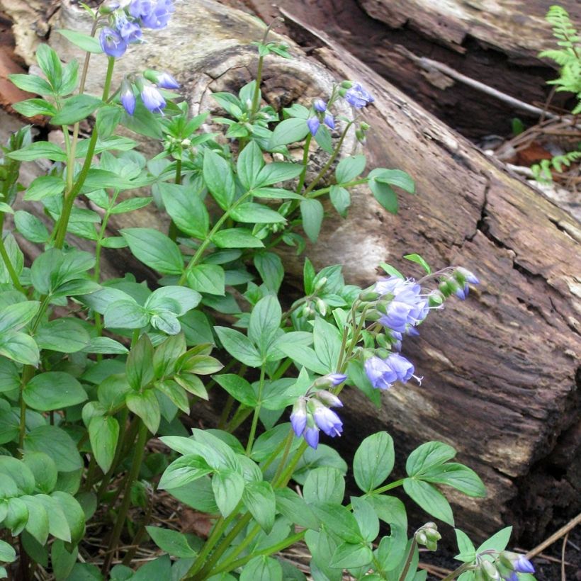 Polemonium reptans (Porte)