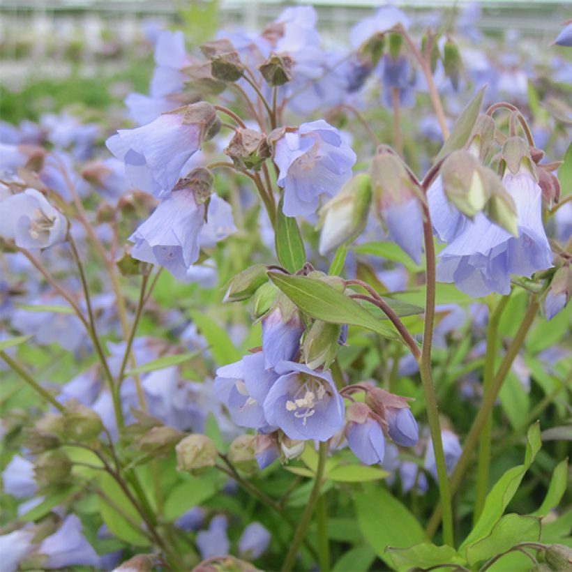 Polemonium reptans Blue Pearl (Floración)