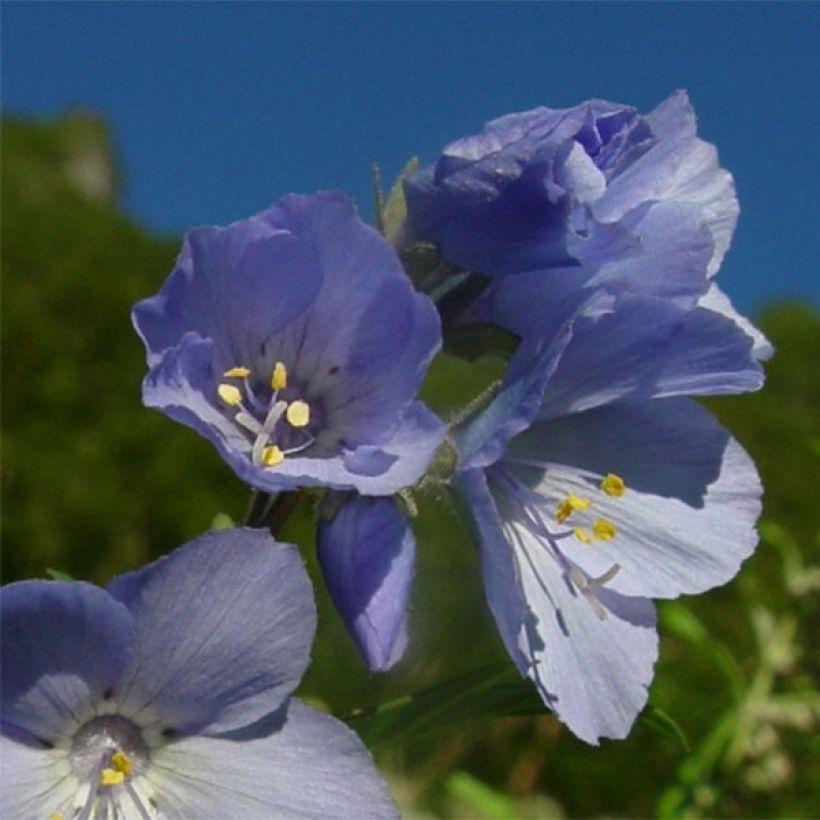 Polemonium yezoense Purple rain (Floración)