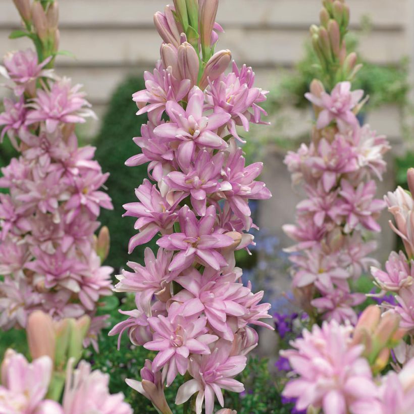 Polyanthes tuberosa Pink Sapphire - Nardo (Floración)