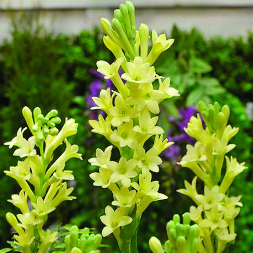 Polyanthes tuberosa Super Gold - Nardo (Floración)