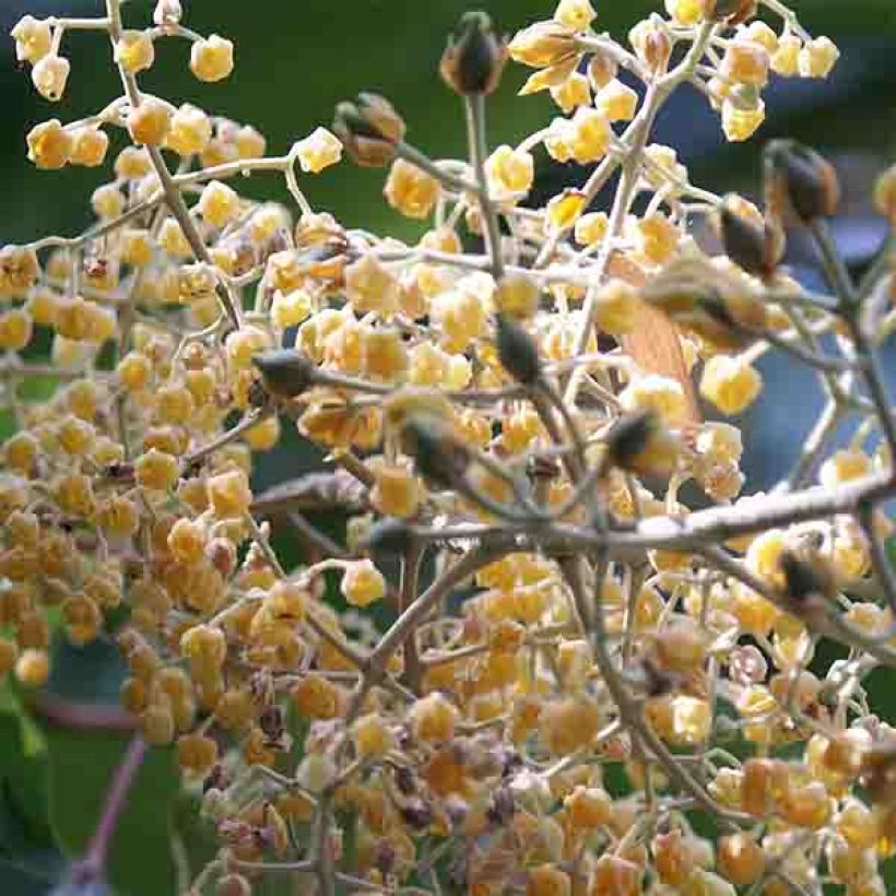 Poliothyrsis sinensis (Floración)