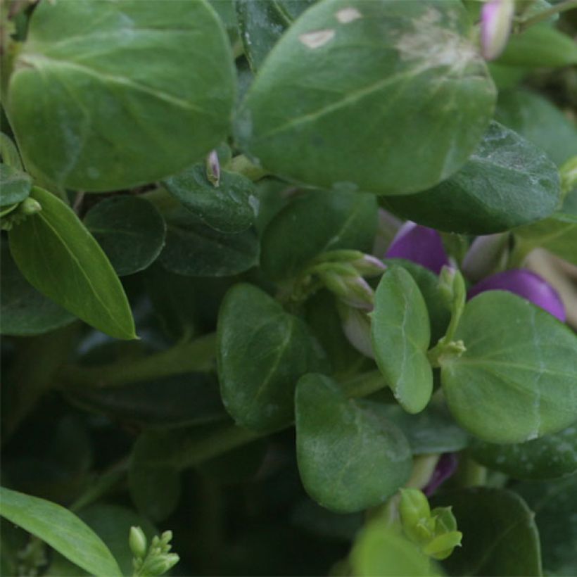 Polygala Bibi Pink (Follaje)